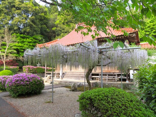 ②表紙　藤